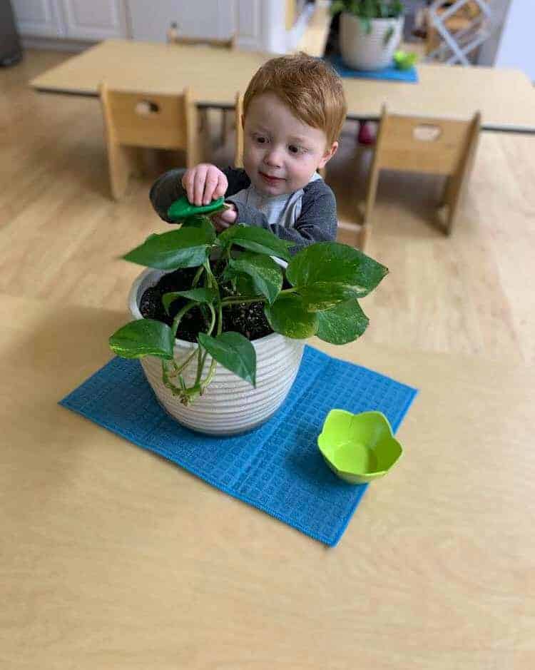Green leafy plant in a white pot on a blue placemat at Montessori daycare in Mount Clemens, MI.