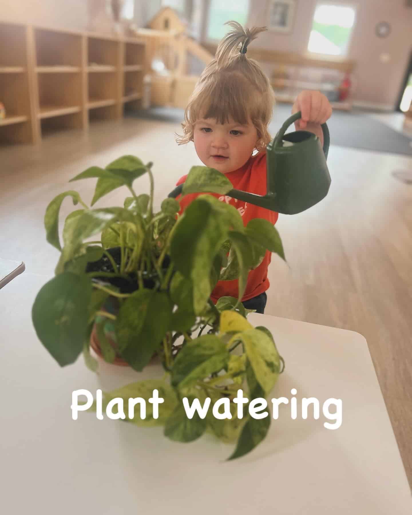 Watering a potted plant in a Montessori preschool classroom at Mount Clemens, MI, with a young child using a watering can, fostering early gardening skills and environmental awareness for preschoolers.