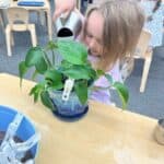 Child watering a potted plant in a Montessori classroom setting. Young students engage in hands-on gardening activities to develop responsibility and fine motor skills.