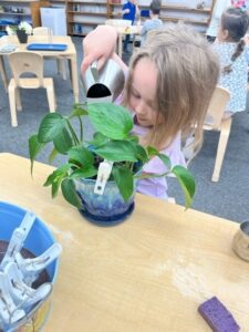 Child watering a potted plant in a Montessori classroom setting. Young students engage in hands-on gardening activities to develop responsibility and fine motor skills.