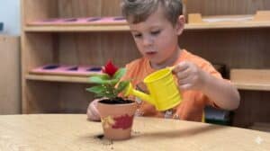 A young boy focuses intently on watering a small potted plant at a wooden table inside a Macomb County Montessori classroom.